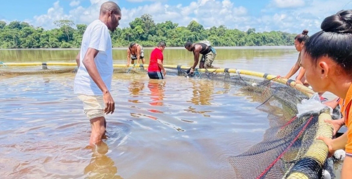 Cage fish farming reaches 43 hinterland communities