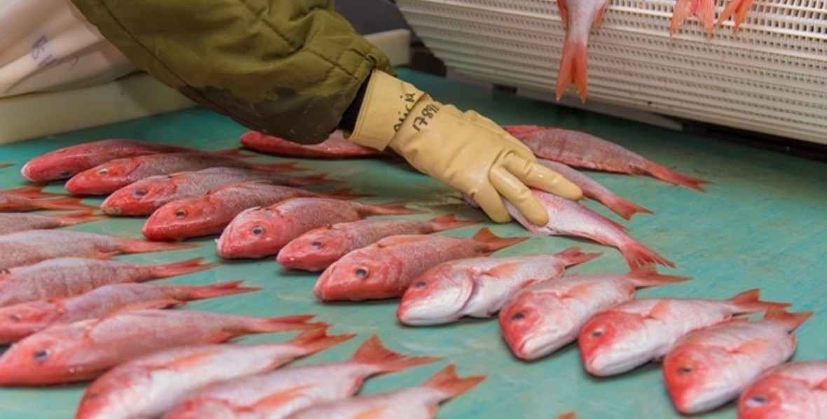 Stronger research needed to guide fisheries investment – Min Mustapha