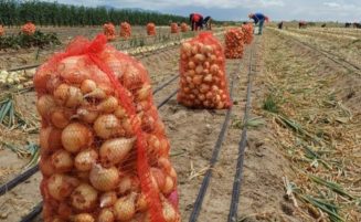 Guyana targets end-of-year onion self-sufficiency as cultivation expands to four regions