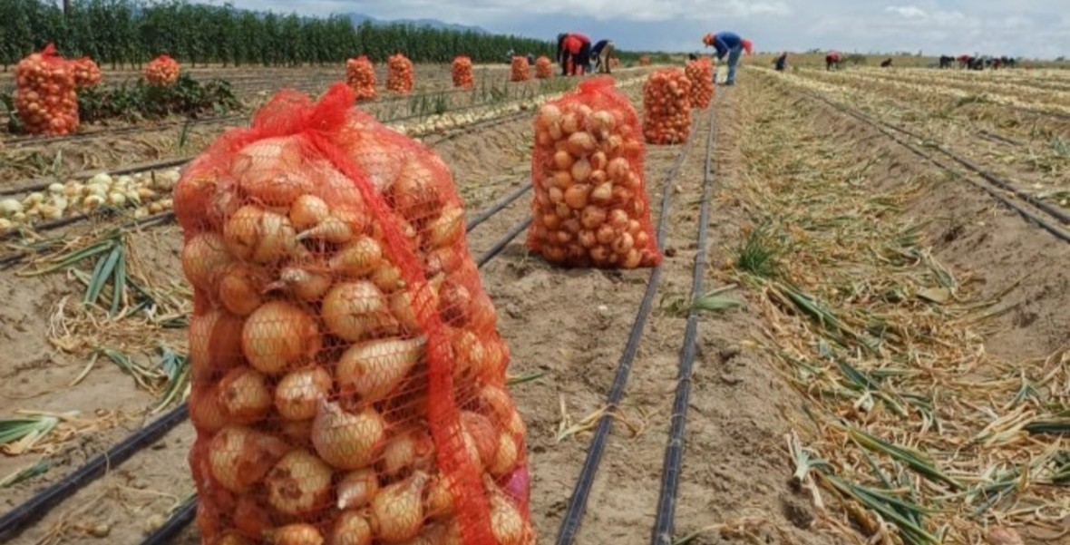 Guyana targets end-of-year onion self-sufficiency as cultivation expands to four regions